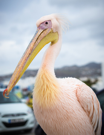 Portrait of Petros the Pelican of Mykonos, Greeceの写真素材