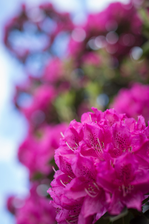 Purple Rhododendrons close-upの写真素材