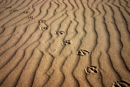 Track of animal in the sand of the desertの写真素材