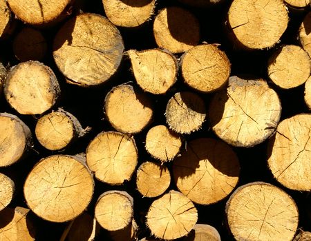 Pile of chop trees in a sun light good as a background