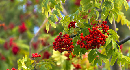 Bunches of Rowan berries with autumn leaves.