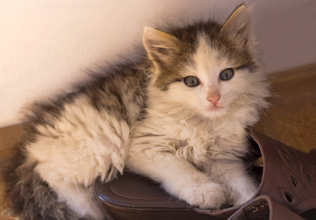 Little kitten lying on Slippers in the house near the wall.の写真素材