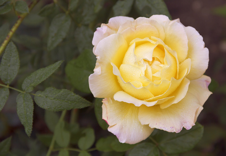 Flower gently yellow roses.The view from the top.の写真素材