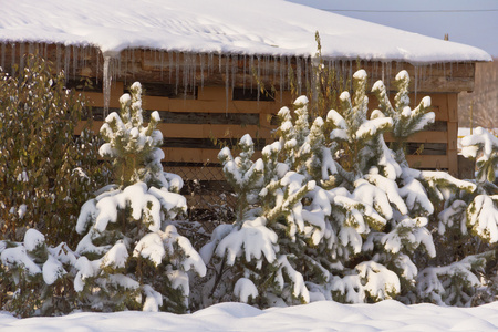 A few snow-covered fir trees planted along the edge of the garden plot in the village.の写真素材