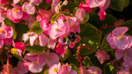 macro of a Bee pollinating a pink blooming bushの写真素材
