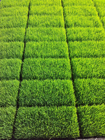 Cultivated paddy sproutsの素材