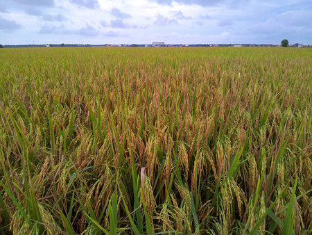 Paddy field with sky backgroundの素材