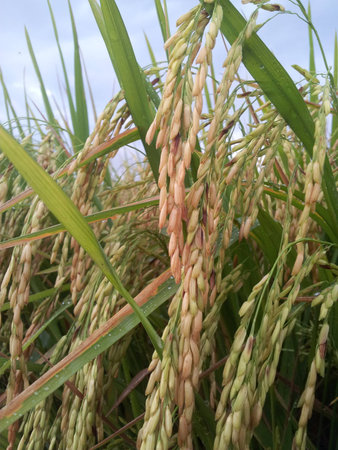 Close up of paddy rice plantの素材