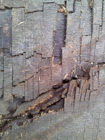 Decaying wood textureの素材
