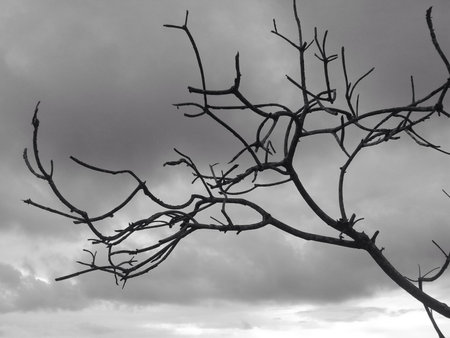 Black and white picture of a dead treeの素材