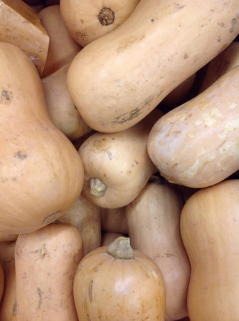 Close up on a pile of butternut pumpkinsの素材