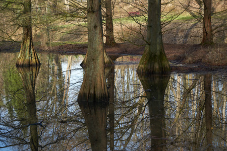 Trees at the lake