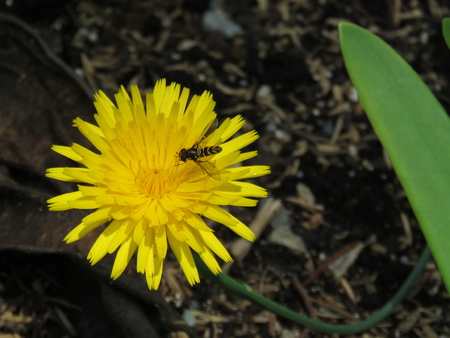 DANDELION FLOWERの写真素材