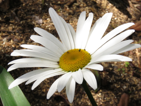 BLANCA MARGARITAの写真素材