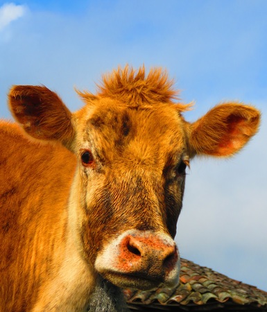 Milk cow in clouseupの写真素材