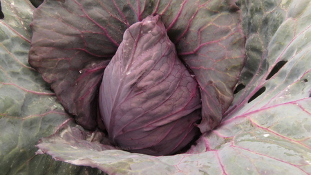 Purple cabage from Santa Elena, Colombiaの写真素材