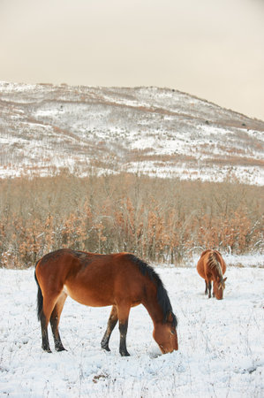 Group of horses in a field with snow in winterの写真素材