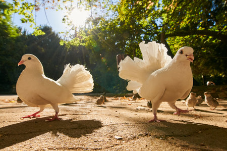 Group of pigeons eating on the groundの写真素材