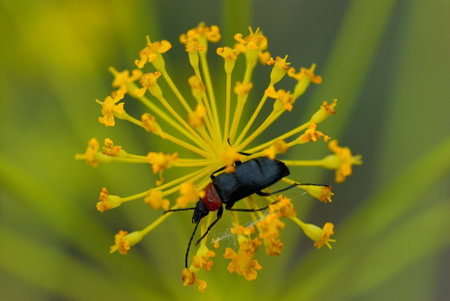 Small black beetle on yellow flowerの写真素材