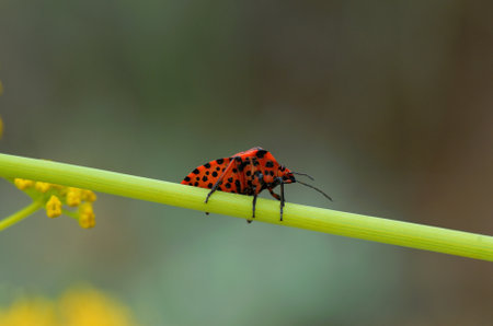 Small red insect on the green branch of a plantの写真素材