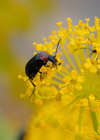 Small black beetle on yellow flowerの写真素材