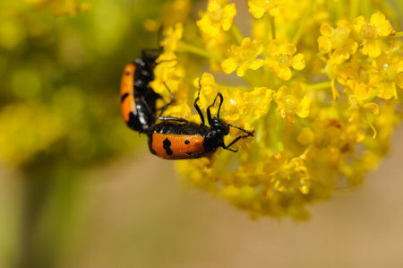 Couple of red beetles on the green branch of a plantの写真素材