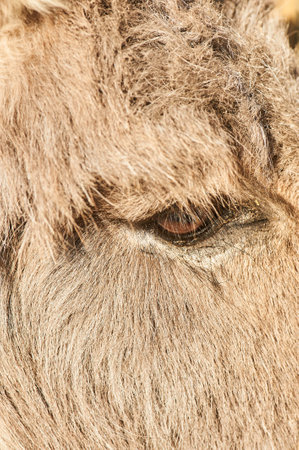 Detail of the eye of a donkeyの写真素材