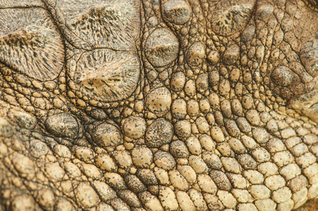Detail of the dry skin of a crocodile