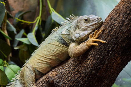 Green iguana on a tree branchの写真素材