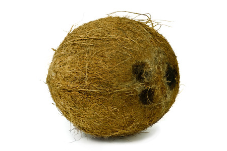 dry ripe coconut isolated on whiteの写真素材