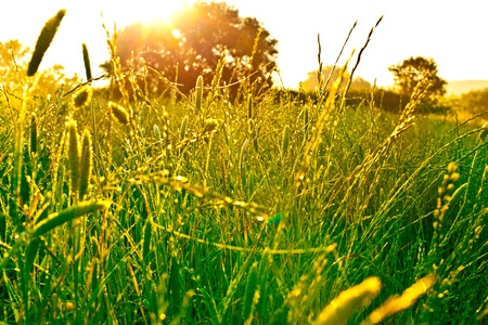 golden wheat field close up with blue sky