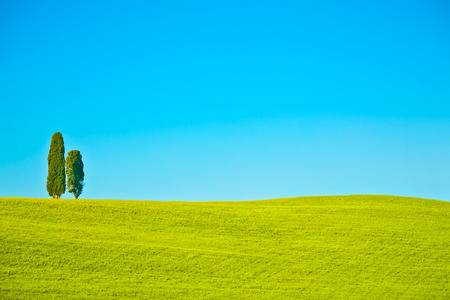 Tuscany wheat field hill with tree in a sunny dayの写真素材