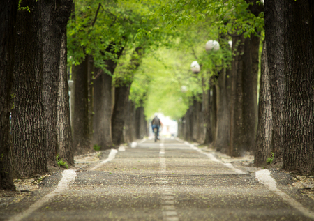 mistic paved road with double line of treeの写真素材