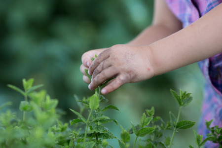 young baby caucasian blonde girl pick pepper mint plant at her family urban vegetable gardenの写真素材
