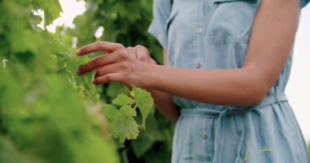detail of woman hands touching vineyard at sunset or sunrise.Warm sun back light.の写真素材