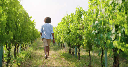 rear view of man walking to woman in vineyard at sunset or sunrise.Warm sun back light.Friends italian tripの写真素材