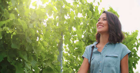 Smiling woman touching vineyard at sunset or sunrise.Warm sun back lightの写真素材