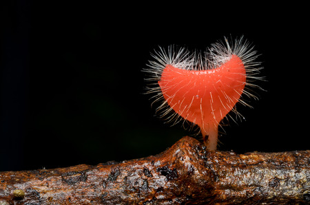Tarzetta Rosea Mushroom (Pink Burn Cup) Heartの写真素材