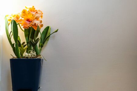 Artificial flower in the pot on the  white wall background with sunny light in the morningの写真素材
