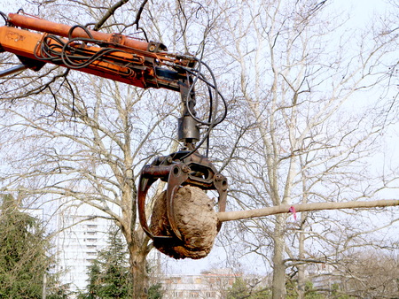 Crane put down trees seedlingsの写真素材