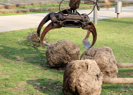 Crane and trees seedlingsの写真素材