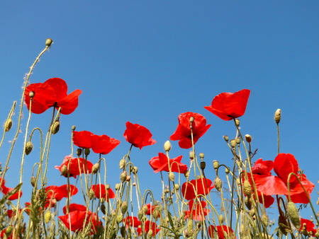 Red poppies on blue background of clear skyの写真素材