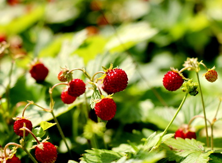 Ripe and ripening wild strawberries in the grassの写真素材