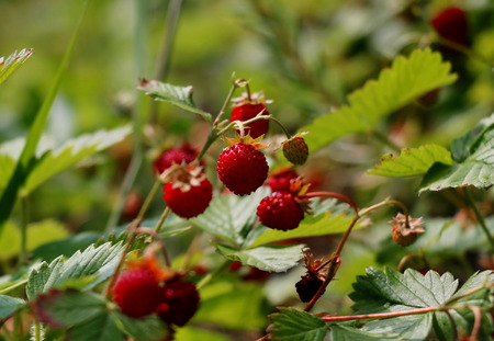 Ripe and ripening wild strawberries in the grassの写真素材