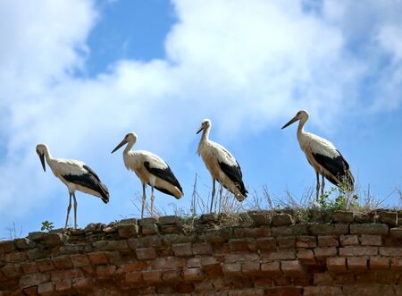 Four storks on the old wallの写真素材