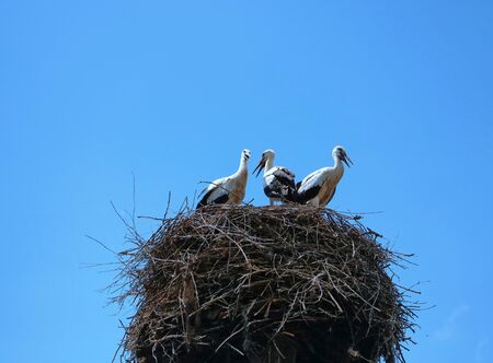 Stork mutter feeding the little baby in the nestの写真素材