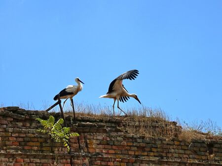 Two storks are standing on the edge of the old wallの写真素材