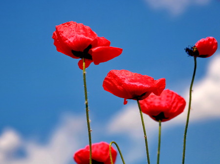 Red poppies and blue skyの写真素材