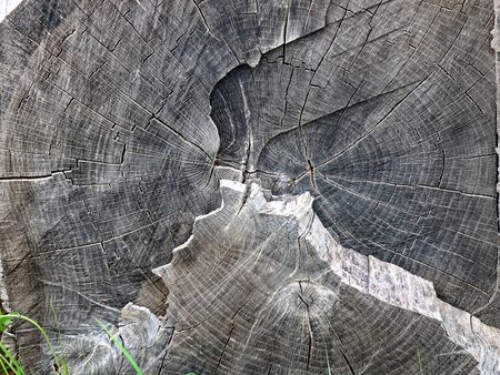Wood texture of cut tree trunk, close-upの写真素材