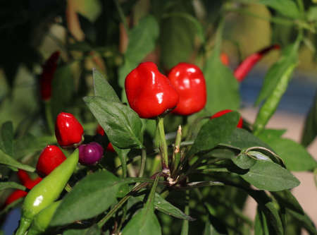 Red chili pepper grows on green branch